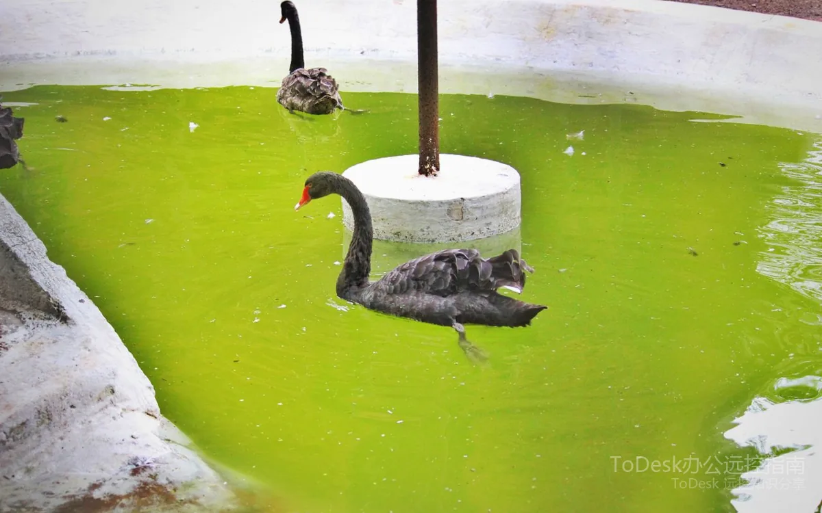 ToDesk远控操作示意